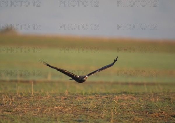 Iberian Eagle in flight, Spanish Imperial Eagle (Aquila adalberti), Extremadura, Castilla La