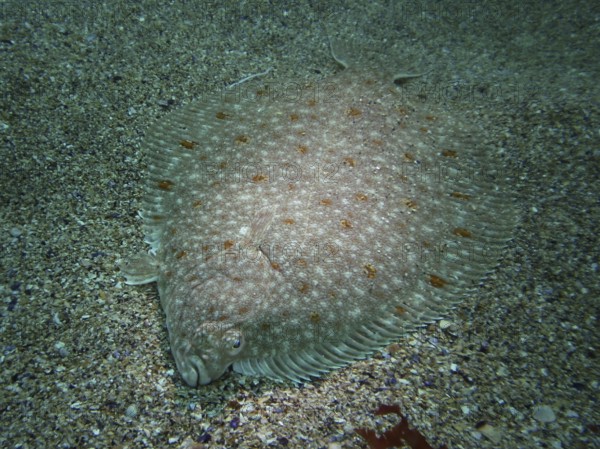 A flounder (Platichtys flesus) lies well camouflaged on the sandy seabed. Dive site Maharees