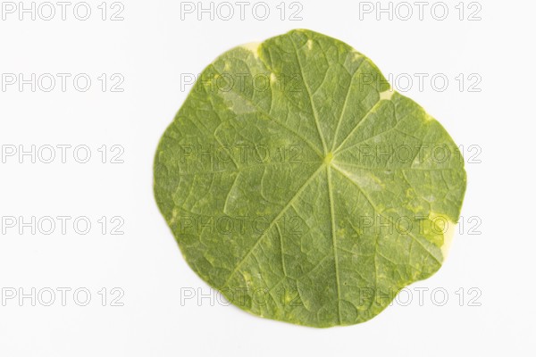 Nasturtium (Tropaeolum), reverse, white background