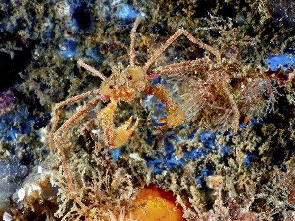A scorpion spider crab (Inachus), spider crab, with long legs and claws on a bed of algae. Dive