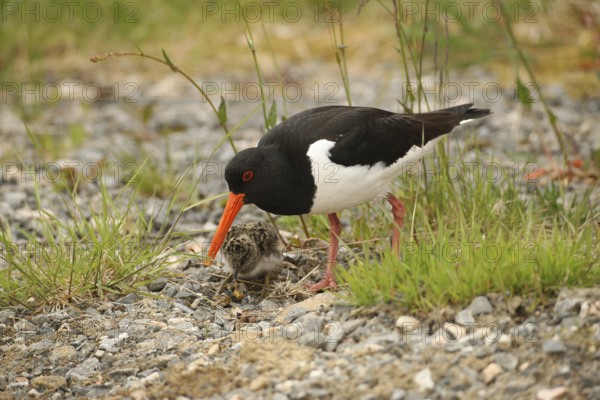 Oystercatcher (Haematopus ostralegus) few days old chick eats offered snail, Lofoten, Norway,