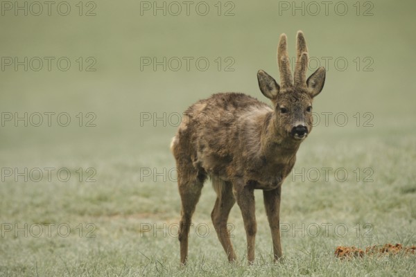 European roe deer (Capreolus capreolus) buck with velvet horns and shaggy winter coat in the