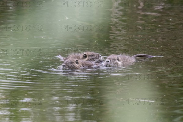 Nutrias (Myocastor coypus), Baden-Württemberg, Germany, Europe