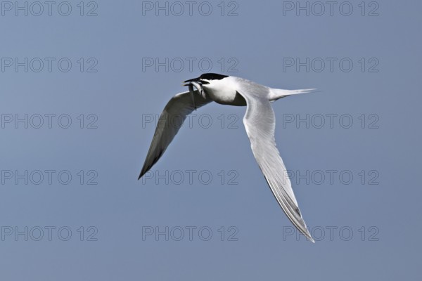 Sandwich tern (Sterna sandvicensis) in flight with fish in its beak, Texel, West Frisian Islands,