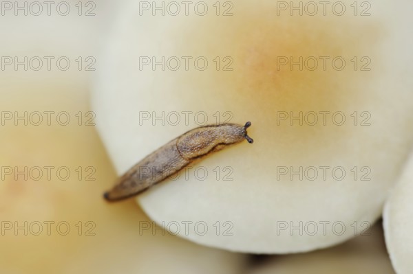 Common snail (Arion distinctus) and sulphur tuft (Hypholoma fasciculare), North Rhine-Westphalia,