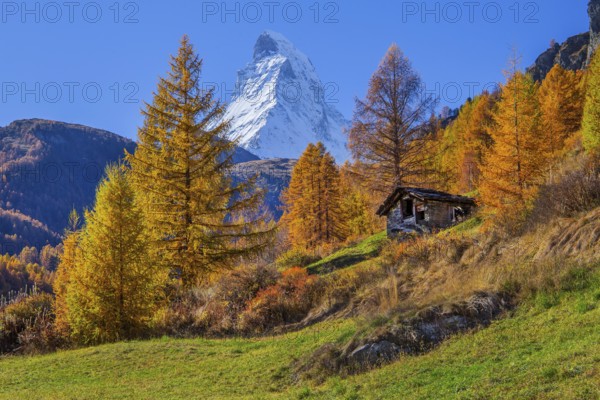 Autumn landscape with Matterhorn 4478m and golden yellow larches, Zermatt, Mattertal, Valais,
