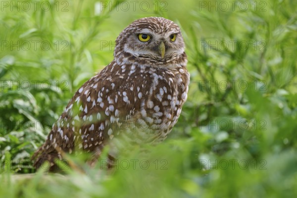 Burrowing owl (Speotyto cunicularia), sitting in a meadow, Pembroke Pines, Florida, USA, North