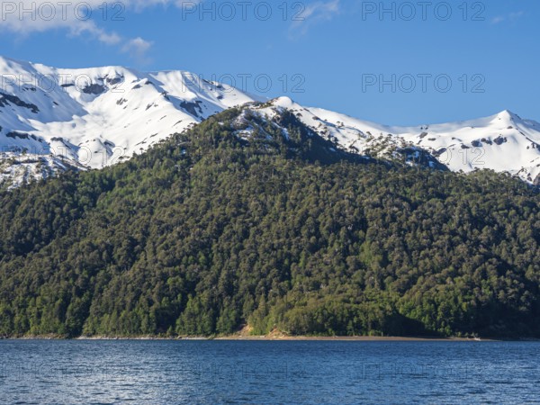 Araucaria forest on hills at lake Conguillio, Conguillio National Park, Chile, South America