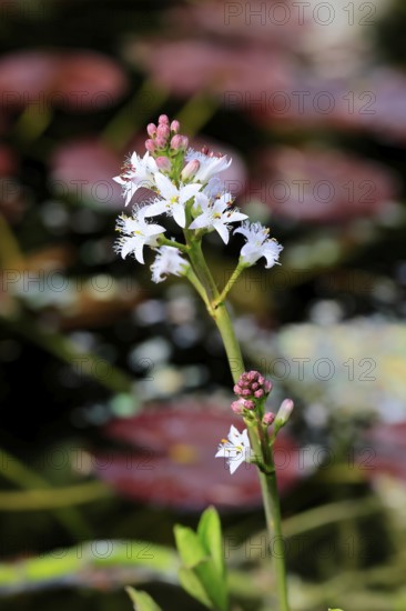 Bitter clover (Menyanthes trifoliata), flowering, blossom, aquatic plant, at a pond, Ellerstadt,