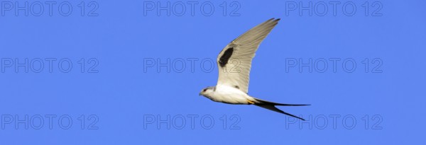 Swallow-tailed Kite, (Chelictinia riocourii), also Scissor-tailed Kite, African Swallow-tailed