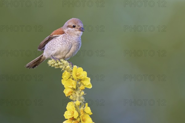 Red-backed shrike, red-backed shrike, thorn-backed shrike, family of shrikes, (Lanius collurio),