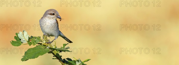 Red-backed shrike (Lanius collurio), female with prey, Hockenheim, Baden-Württemberg, Germany,