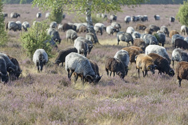 Heidschnucken (Ovis aries), herd in the blooming heathland, Südheide Nature Park, Lüneburg Heath,