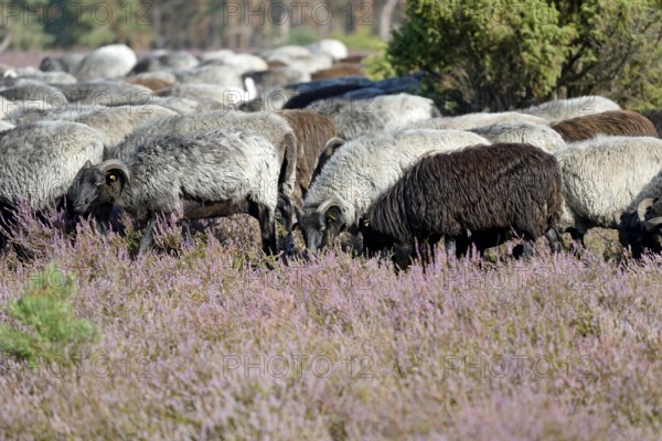 Heidschnucken (Ovis aries), herd in the blooming heathland, Südheide Nature Park, Lüneburg Heath,