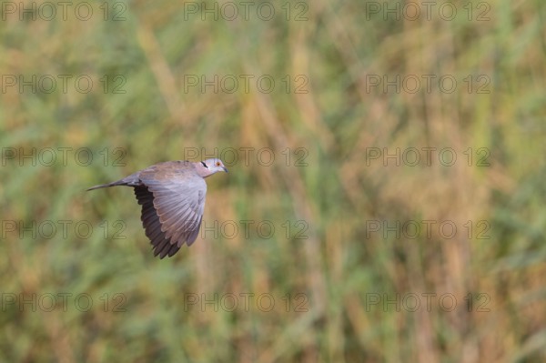 Mourning collared dove (Streptopelia decipiens), Lamin rice fields, Abuko, South Bank, Gambia,