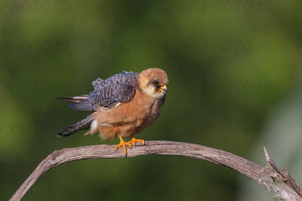 Red-footed Falcon, (Falco vespertinu), perching station, falcon family, Tower Hide, Tiszaalpár,
