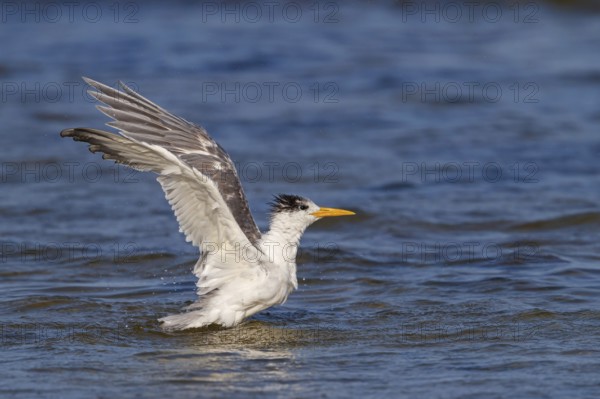 Common Tern, flight photo, (Thalasseus bergii), landing in the water, East Khawr / Khawr Ad