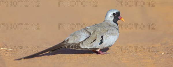 Cape Dove, (Oena capensi), Road N4 to Kaolack, Firgui, Senegal, Africa