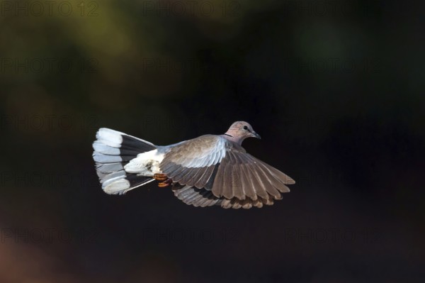Red-crested Pigeon, (Streptopelia vinacea), Red-winged Turtle Dove, Morgan Kunda lodge / road to