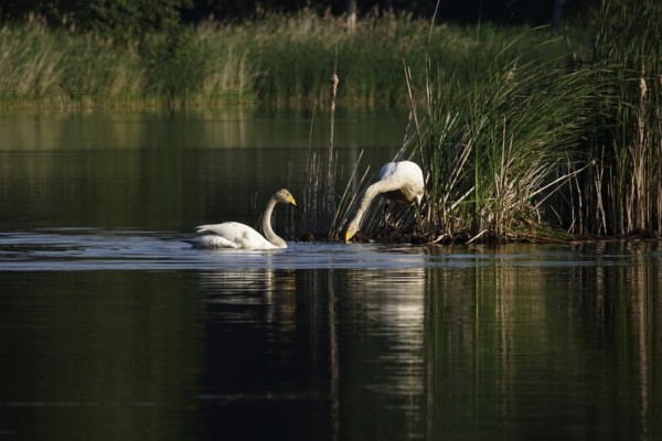 Upper Lusatian Heath and Pond Landscape, Whooper Swans, June, Saxony, Germany, Europe