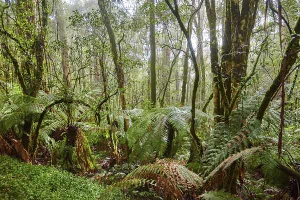 Nature landscape of the forest in the Great Otway National Park in spring, Australia, Oceania