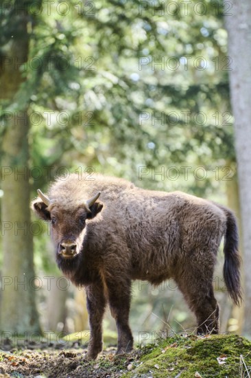European bison (Bison bonasus) youngster in a forest in spring, Bavarian Forest, Germany, Europe