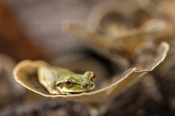 Masked tree frog (Smisisa phaeata), frogs (Rana), Costa Rica, Central America
