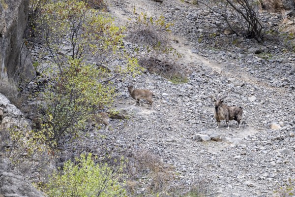 Screw goat (Capra falconeri), Markhor, Panj Valley, Gorno-Badakhshan Province, Tajikistan, Central