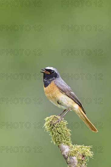 Redstart (Phoenicurus phoenicurus), male singing on a moss-covered branch, songbird, wildlife,