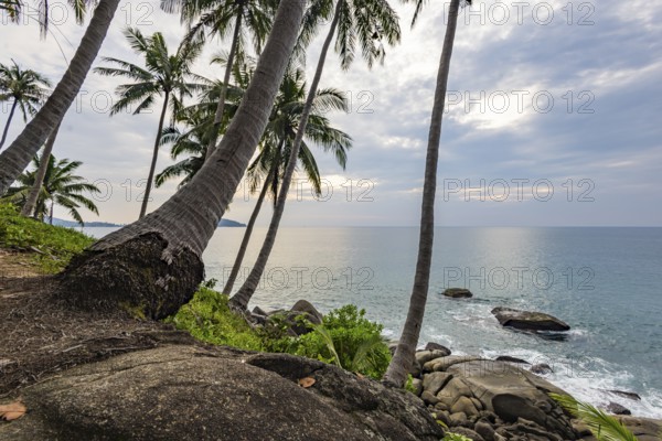 Wild beach with surf on the coast facing the Indian Ocean. Palm trees and high waves at sunset.