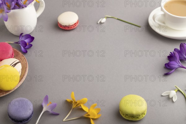 Mockup with spring snowdrop crocus flowers and multicolored macaroons on gray pastel background.