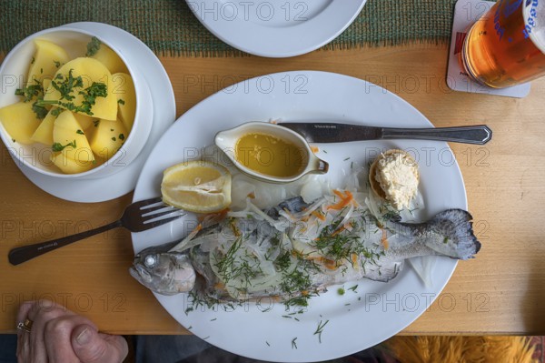 Blue trout (Salmo trutta) with Potato, butter and horseradish, served in a pub, Franconia, Bavaria,