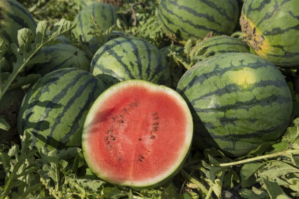 Melons, harvest, watermelon, near Bad Krozingen, Markgräflerland, Breisgau, Black Forest, Germany,