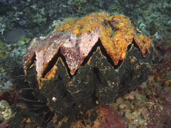 A giant grouper oyster (Hyotissa hyotis), clam, with orange-black surface on a coral reef, dive
