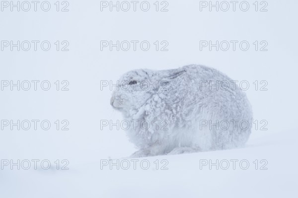 Mountain hare (Lepus timidus) adult animal in its winter coat on a snow covered mountain side,