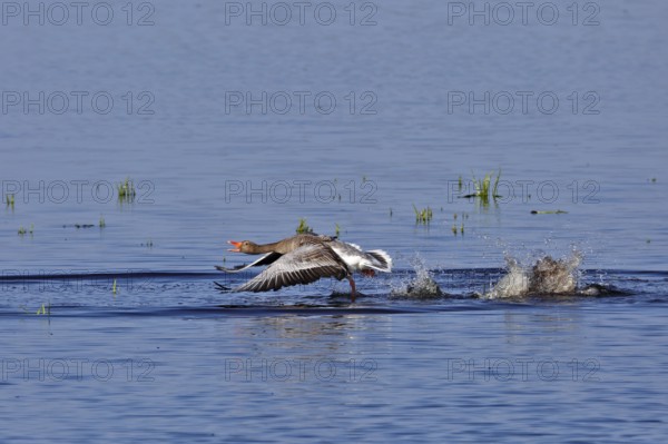 Greylag goose (Anser anser), territorial fight of gander, territorial behaviour, Flusslandschaft