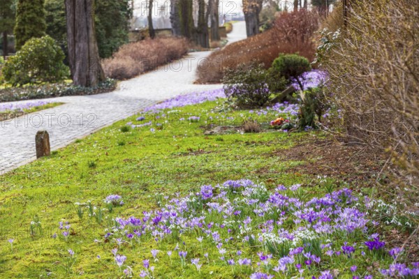 Crocuses (crocus) bloom between the graves at the Trinitatisfriedhof cemetery in Riesa, Saxony,