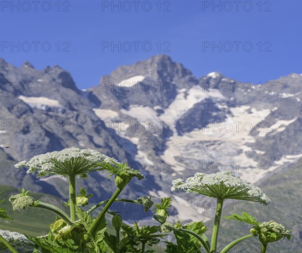 Botanical garden Jardin du Lautaret with glaciated mountains in the background, Villar-d'Arêne,