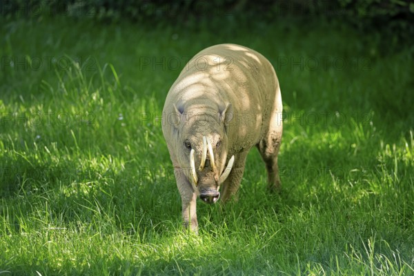 Deer boar (Babyrousa), adult, male, running, foraging, Sulawesi