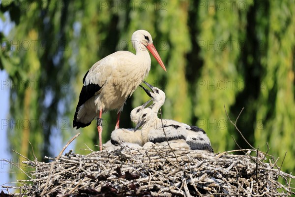 White stork (Ciconia ciconia), adult, juvenile, chick, nest, family, Heidelberg, Germany, Europe