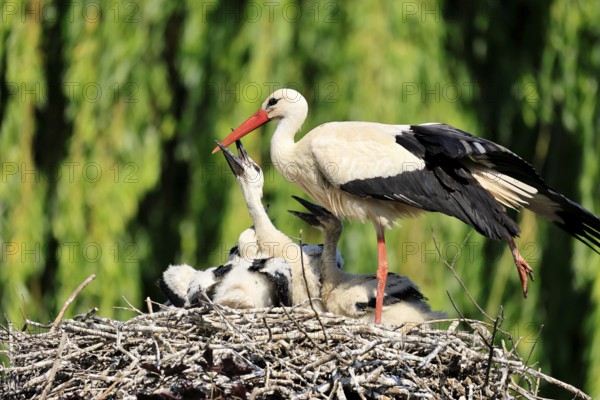 White stork (Ciconia ciconia), adult, juvenile, begging, chick, nest, family, Heidelberg, Germany,