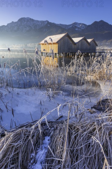 Boat huts, icy shore, lake, morning light, fog, snow, winter, mountains, Lake Kochel, Schlehdorf,