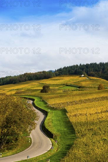 Hilly landscape with vineyards and winding road in autumn, Ballrechten-Dottingen, Breisgau,
