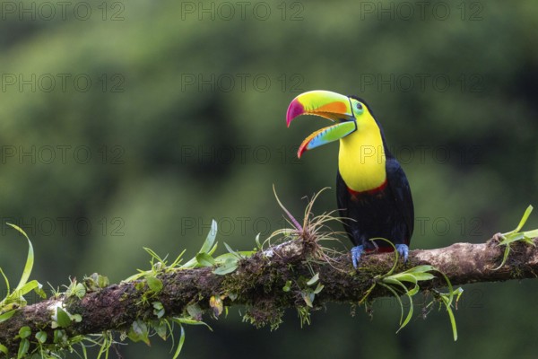 Fishing Toucan (Ramphastos sulfurantus), Toucans (Ramphastidae), Laguna del Lagarto Lodge,