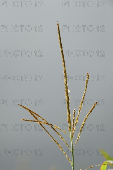 Close-up of an ear of grass against a blurred background, maize (Zea mays), Bavaria
