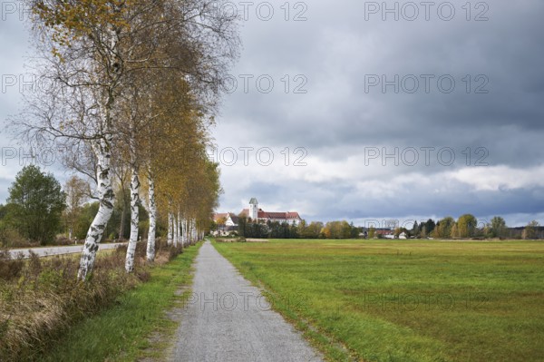 Bog birch (Betula pubescens), on the circular path of the Federsee lake nature reserve, UNESCO