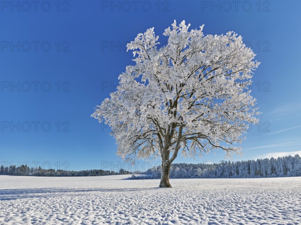 English oak (Quercus robur, synonym: Quercus pedunculata), in hoarfrost, Schlatt, Müswangen, Canton