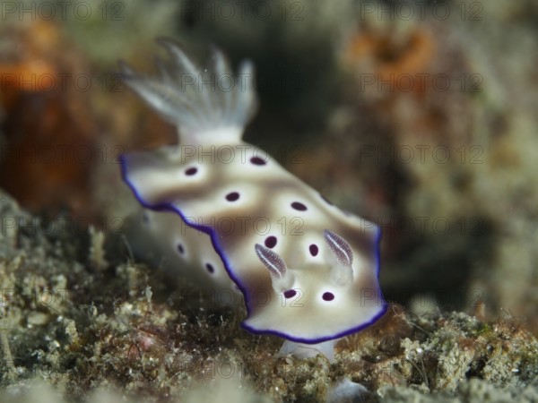 White nudibranch with purple spots, magnificent star snail (Hypselodoris tryoni), on a coral reef,