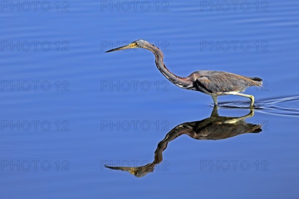 Tricoloured Heron (Egretta tricolor), adult, in the water, foraging, Merritt Island, Black Point