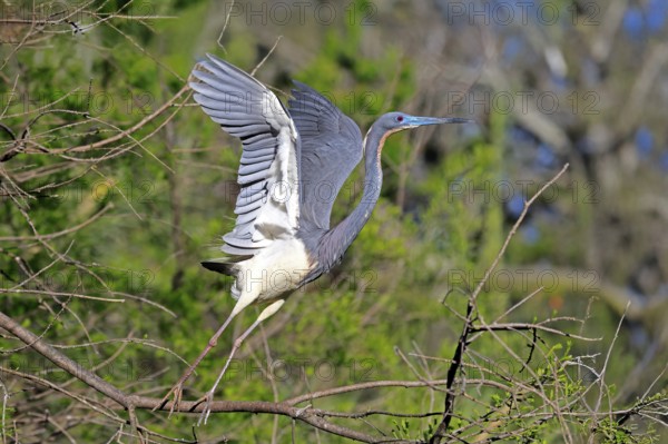 Tricoloured Heron (Egretta tricolor), adult, on tree, flying up, St. Augustine, Florida, USA, North